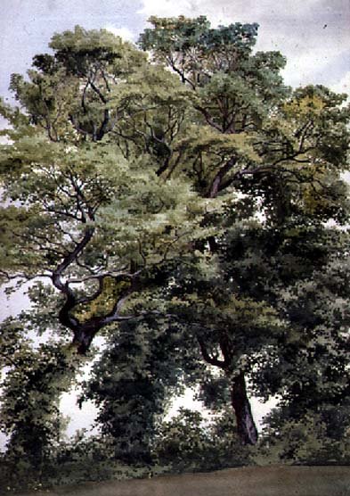 Study of Trees