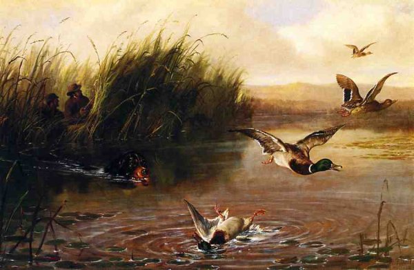 Duck Shooting