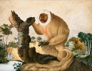 The Saki Monkey, 1835