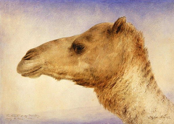 Portrait of the Artist's Dromedary, 1862