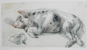 Sleeping Pig