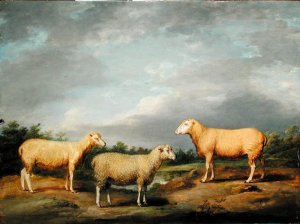 Ryelands Sheep, the King's Ram, the Kings Ewe and Lord Somervilles Wether, c.1801-07