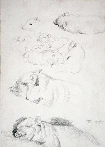 Studies of Pigs