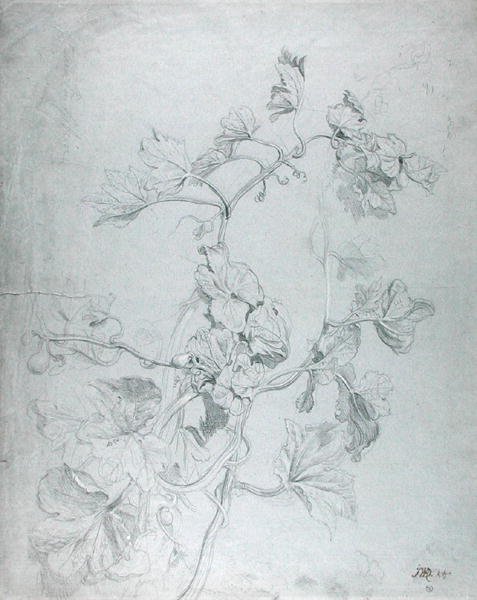 Study of a Climbing Plant