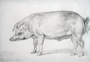 Hereford Boar, c.1803-04