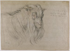 Study of the Head of a Ram