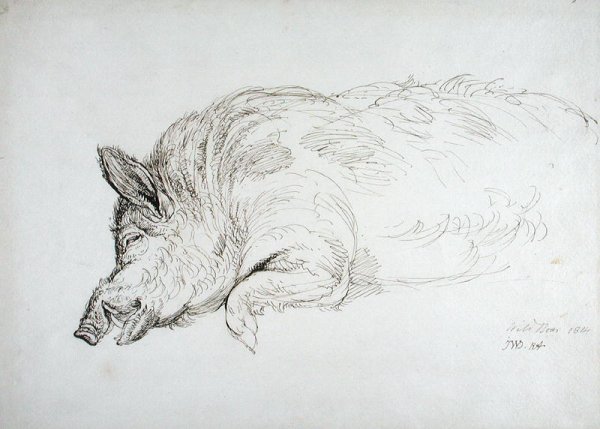 A Wild Boar, Asleep or Dead, 1814