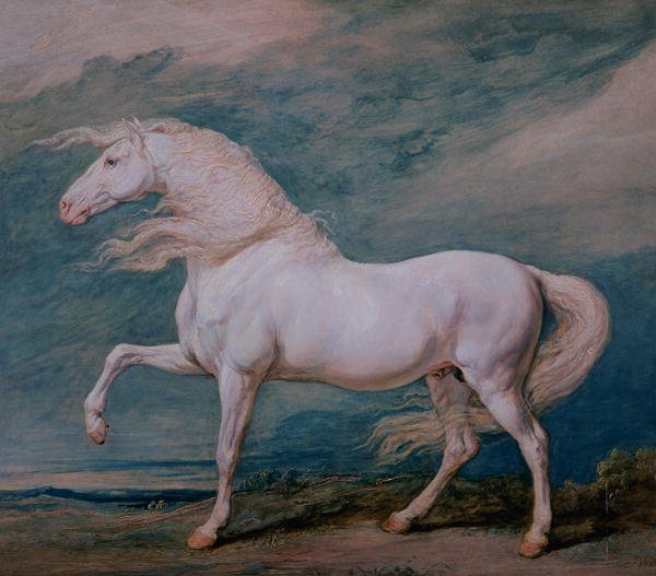 Adonis, a white stallion