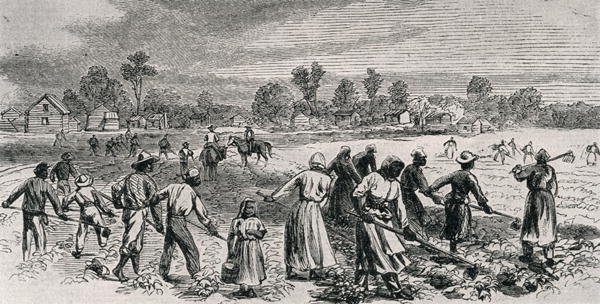 Labour in the Cotton Fields, Hoeing the Young Plants, illustration from Harpers Weekly, 1867, from The Pageant of America, Vol.3, by Ralph Henry Gabriel, 1926