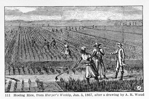 Hoeing Rice, illustration from Harpers Weekly, 1867, from The Pageant of America, Vol.3, by Ralph Henry Gabriel, 1926