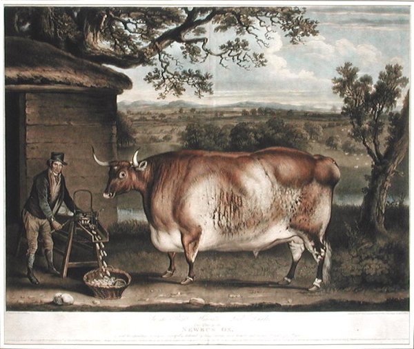 The Newbus Ox, engraved by W. Ward, 1812