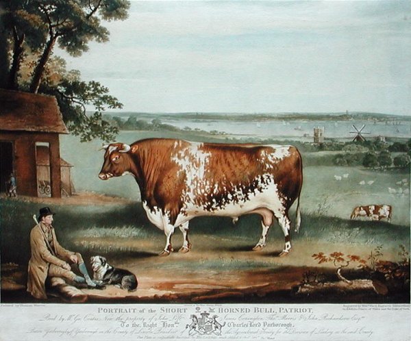 A Short Horned Bull, Patriot, engraved by William Ward, Shrewsbury, 1810