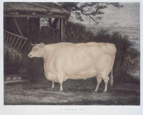 A Prize Ox, engraved by John Thompson, Smeaton, Yorks, 1831