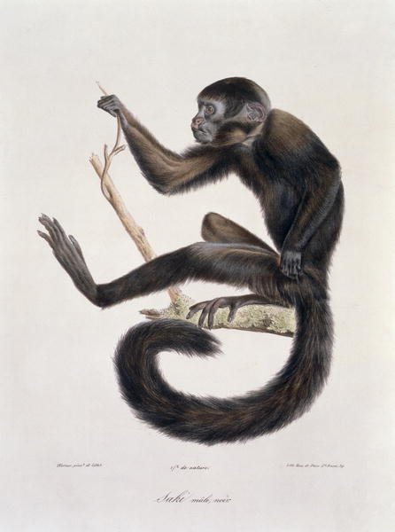 Saki Noir monkey, male, engraved by the artist, plate 367 (78) from Vol 4 of 'The Natural History of Mammals' by Georges Cuvier and E. Geoffroy Saint-Hilaire, pub. 1842