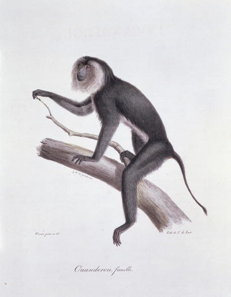 Ouanderou monkey, engraved by C. de Last, plate 137 (44) from Vol 2 of 'The Natural History of Mammals' by Georges Cuvier and E. Geoffroy Sainte-Hilaire, pub. 1824