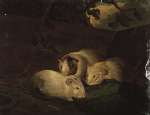 Primitive Study of Guinea Pigs