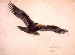 Eagle in flight, 1873