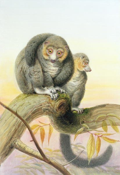 Eulemur mongoz, November 1851