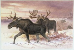 Elk, Family Cervidae (deer), 14th October 1850