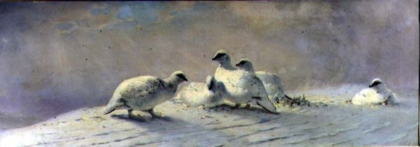 Ptarmigan - Winter, 1861