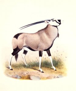 The Gemsbok, from The Book of Antelopes