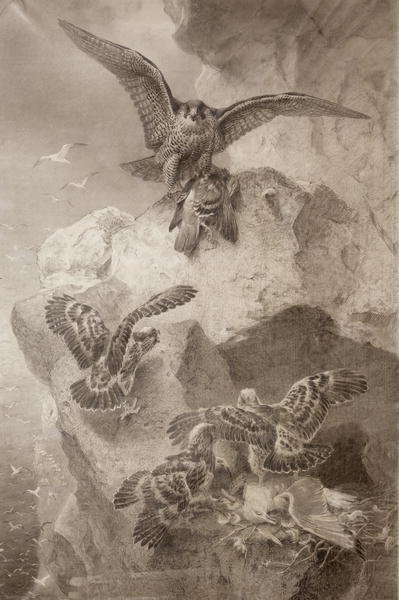 Eagle with Prey, 1867