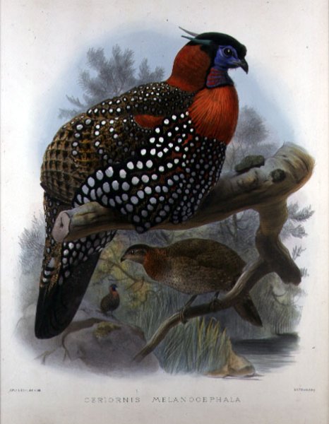 Crimson bellied Tragopan, engraved by M. & N. Hanhart, 1870-72