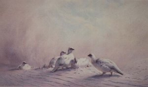 Ptarmigan, Winter, 1873