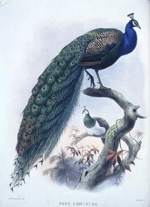 Pavo cristatus (Common Peafowl) plate 3 from Vol I of 'Monograph of Phasianide or Family of Pheasants', engraved by the artist and J. Smit, pub. by D.G. Elliot, 1872