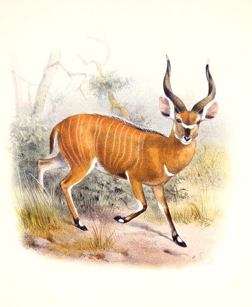 The Broad Horned Antelope, from The Book of Antelopes