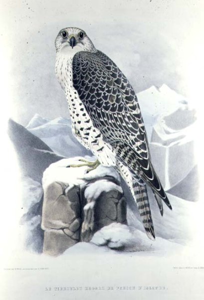 Icelandic Falcon, from Traite de Fauconnerie by H. Schlegel & A.H. Verster de Wulverhorst, 1844-53