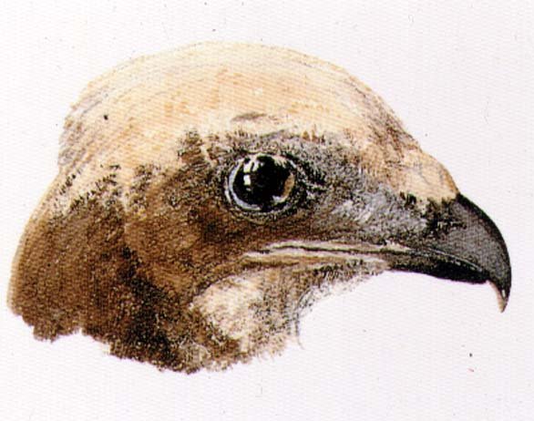 Moor Hawk, from The Farnley Book of Birds, c.1816