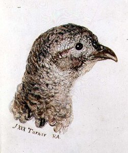 Hen Pheasant, from The Farnley Book of Birds, c.1816