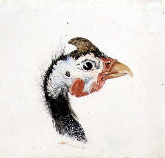 Guinea Fowl, from The Farnley Book of Birds, c.1816