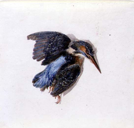 Kingfisher, from The Farnley Book of Birds, c.1816