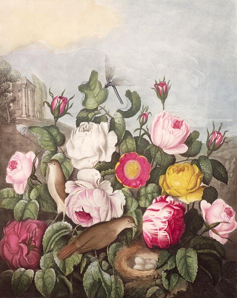 Roses, engraved by Earlom, from The Temple of Flora, by Robert Thornton, pub. 1805