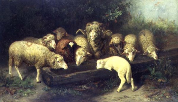 The Sheep Trough