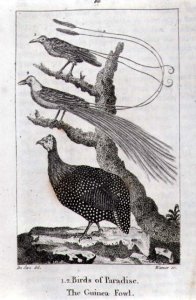 Birds of Paradise and a Guinea Fowl, from A History of the Earth and Animated Nature, by Oliver Goldsmith, published in London, 1816