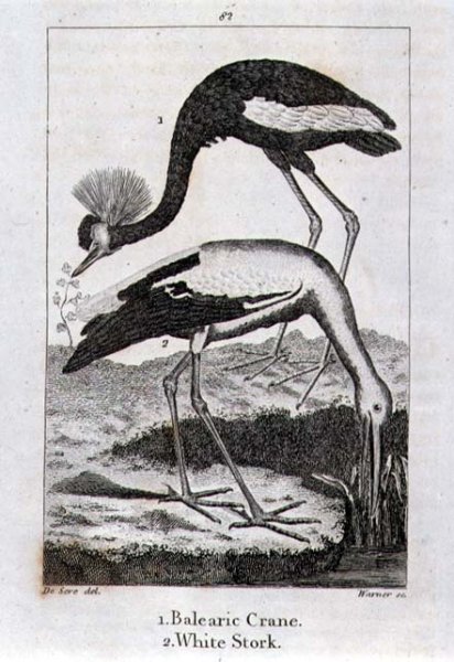 Balearic Crane and White Stork, from History of the Earth and Animated Nature, by Oliver Goldsmith, published in London, 1816