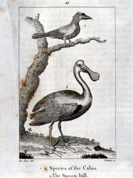 Calao and The Spoon Bill, from A History of the Earth and Animated Nature, by Oliver Goldsmith, published in London, 1816