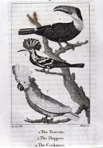 The Toucan, The Huppoo and The Cockatoo, from A History of the Earth and Animated Nature, by Oliver Goldsmith, published in London, 1816