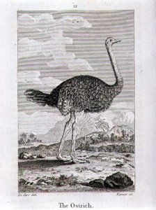 The Ostrich, from A History of the Earth and Animated Nature, by Oliver Goldsmith, published in London, 1816