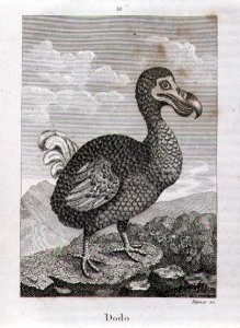 The Dodo, from A History of the Earth and Animated Nature, by Oliver Goldsmith, published in London, 1816