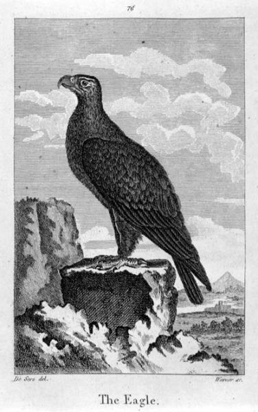 The Eagle, from A History of the Earth and Animated Nature, by Oliver Goldsmith, published in London, 1816