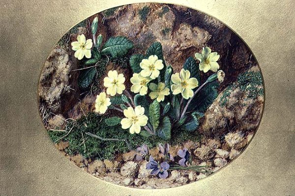 Primroses and Violets