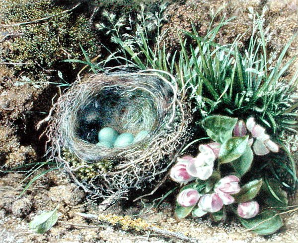 Birds Nest and Blossom