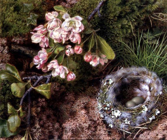 A Birds Nest and Apple Blossom