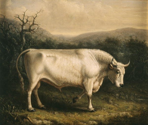 Chillingham Bull, c.1830