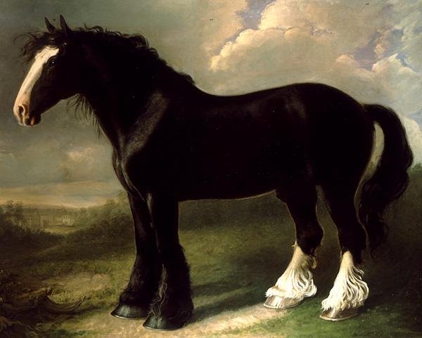 Old English Black Horse