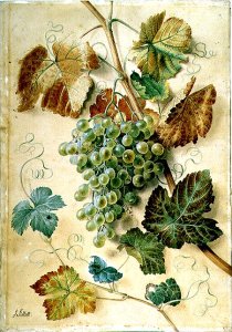 White Grapes